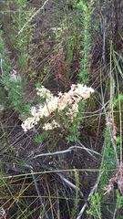 Struthiola tomentosa