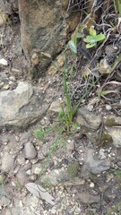 Albuca cooperi