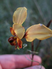 Diuris corymbosa