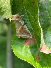 Habrosyne pyritoides