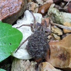 Tigrosa helluo