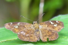 Pseudocoladenia dan