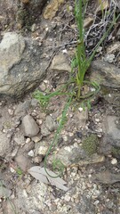Albuca cooperi