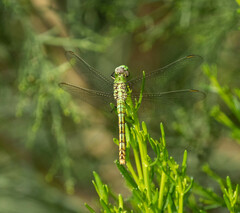 Erythemis collocata