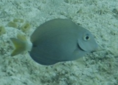 Acanthurus tractus