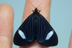 Calodesma collaris