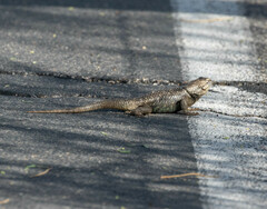 Sceloporus magister