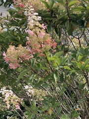 Hydrangea paniculata