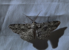 Anavitrinella pampinaria