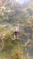 Anaxyrus compactilis