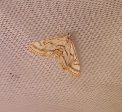 Parapoynx badiusalis