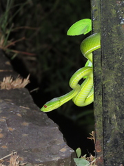 Trimeresurus stejnegeri