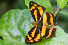 Symbrenthia lilaea