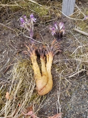 Aphyllon californicum