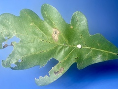 Druon quercusflocci