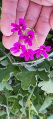 Pelargonium echinatum
