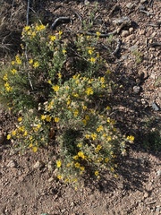 Heterotheca hirsutissima