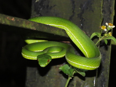 Trimeresurus stejnegeri