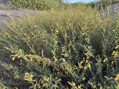 Chamaecrista nictitans