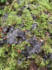 Peltigera membranacea