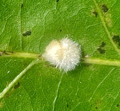 Druon quercusflocci