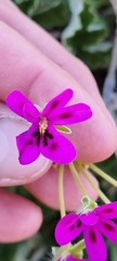 Pelargonium echinatum