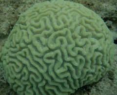 Pseudodiploria strigosa