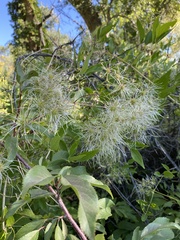 Angelica atropurpurea