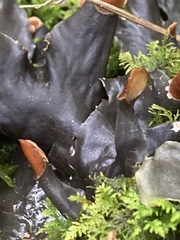 Peltigera membranacea