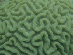 Pseudodiploria strigosa