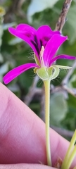 Pelargonium echinatum