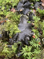 Peltigera membranacea