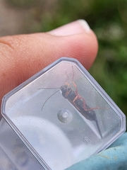 Pimpla rufipes