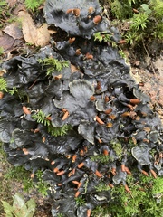 Peltigera membranacea