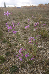 Chamaenerion dodonaei