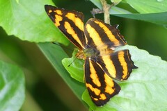 Symbrenthia lilaea