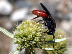 Sphecodes