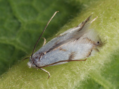 Pseudopostega crepusculella