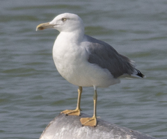Larus fuscus barabensis