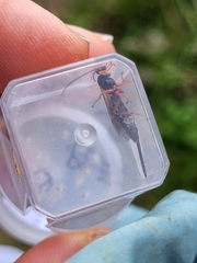 Pimpla rufipes