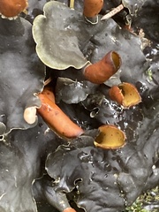 Peltigera membranacea