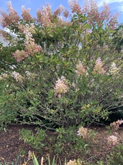 Hydrangea paniculata