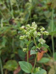 Mirabilis nyctaginea