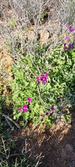 Pelargonium echinatum