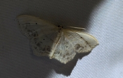 Scopula limboundata