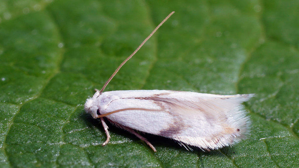 Pseudopostega