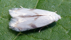 Pseudopostega crepusculella