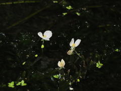 Egeria densa