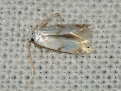 Pseudopostega crepusculella