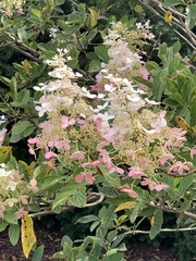 Hydrangea paniculata